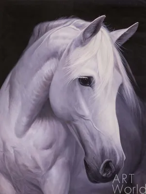 Картина маслом "Портрет белой лошади" 75x100 SK200501 купить в Москве
