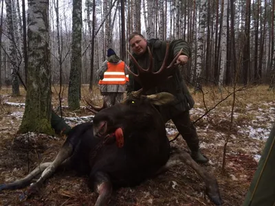 В Тверской области на трассе М-10 автомобиль Лада сбил лося | официальный  сайт «Тверские ведомости»