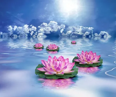 цветок лотоса занимающий большую часть воды, высокое разрешение, цветок,  розовый цветок фон картинки и Фото для бесплатной загрузки