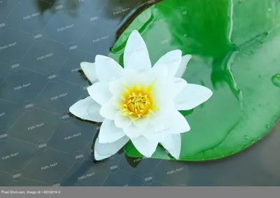 Обои цветок, лотоса семьи, священный Лотос, цветковое растение, Лотос -  картинка на рабочий стол и фото бесплатно