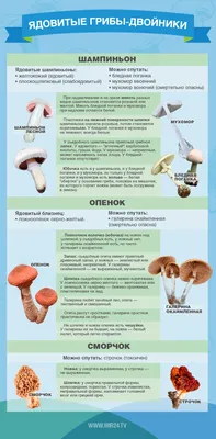 Ложные грибы – самые опасные и распространённые