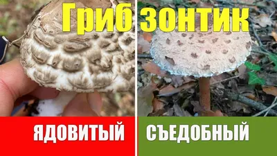 Ядовитые грибы похожие на вешенки - Agro-Market