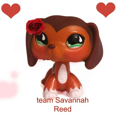 team savvy who's with me | Lps popular, Lps littlest pet shop, Lps dog