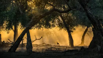 Лучшие фотографии природы 2021 года