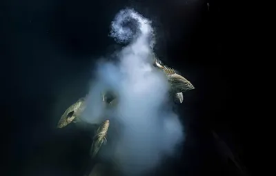 Лучшие в 2021: фотографии подводного мира