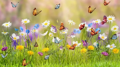 Красивый луг с цветами и бабочками - фото и картинки: 70 штук