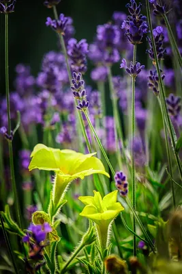 Летние цветы на лугу - 71 фото