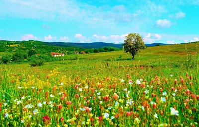 Красивый пейзаж, луг, цветы, …» — создано в Шедевруме