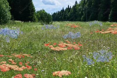 5 лучших и 5 неподходящих цветов для луга в стиле Naturgarten | Сад под  Петербургом | Дзен