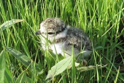 Сохранение пойменных лугов Беларуси помогает увеличить популяции редких  видов птиц | United Nations Development Programme