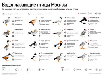 картинки : птица, луг, прерия, животное, Дикая природа, клюв, Фауна,  оперение, Стебель, Птицы, Пастбище, Позвоночный, Кран, Ibis, мир животных,  Белый аист, Пружинная коронка, Серый крановый кран, головной убор, Серый  кран серого цвета,