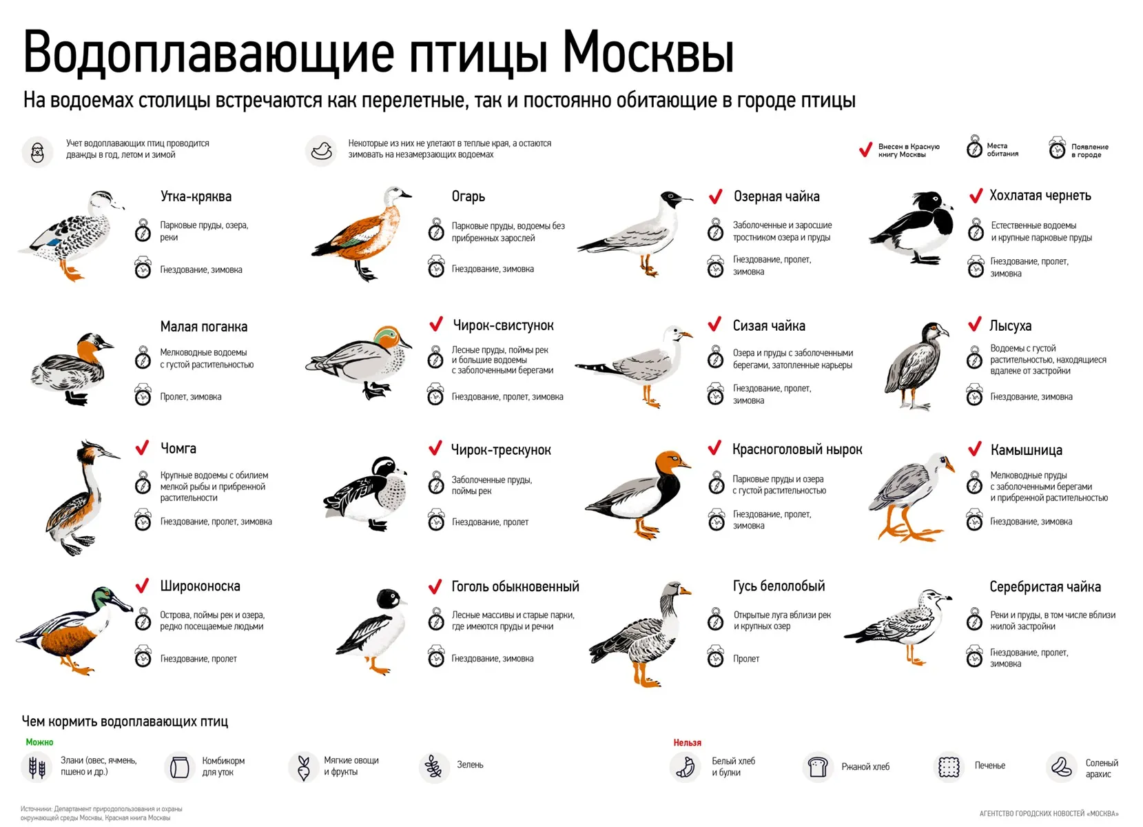 Птицы В Городе Фото С Названиями