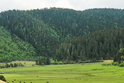 Альпийские луга изображение_Фото номер 500076087_JPG Формат  изображения_