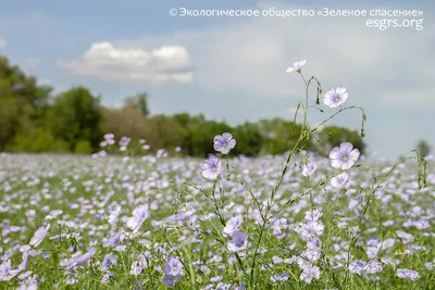 WARNING - poisonous WILDFLOWERS!!! - YouTube