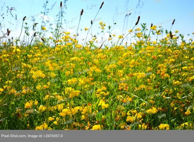 Цветущие луговые цветы в солнечный день в поле :: Стоковая фотография ::  Pixel-Shot Studio