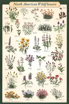 Полевые цветы: обзор, названия, виды и фотографии