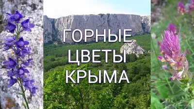 Полевые цветы. Кто подскажет название?