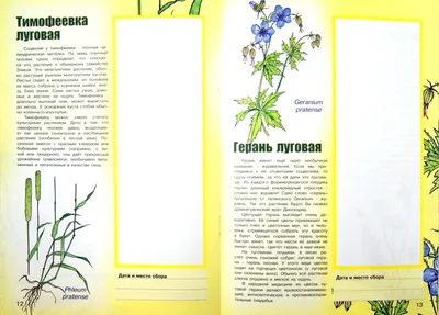 Фото жизнь - Владимир Батурин - корневой каталог - Луговые цветы.