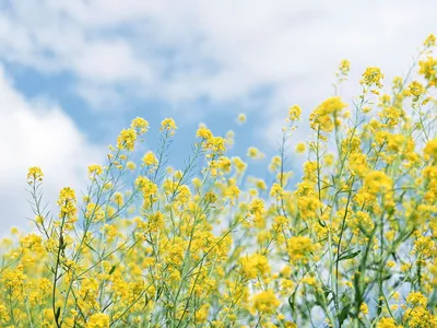 Полевой цветок желтый с мелкими цветами - 60 фото