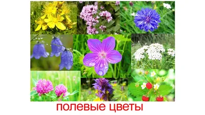 Садовые цветы картинки для детей - 62 фото