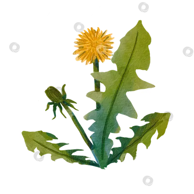Луговые цветы | Пикабу