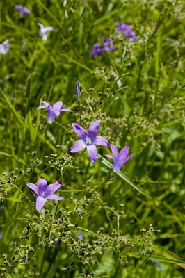 Клевер луговой (Trifolium pratеnse). Одиночный цветок крупным планом и  группа цветущих растений Stock Photo | Adobe Stock