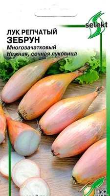 Купить Лук репчатый Зебрун (дс) 70шт от