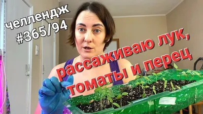 Семена Лук шнитт "Богемия" на зелень 0,5 г (2 шт) - РусЭкспресс