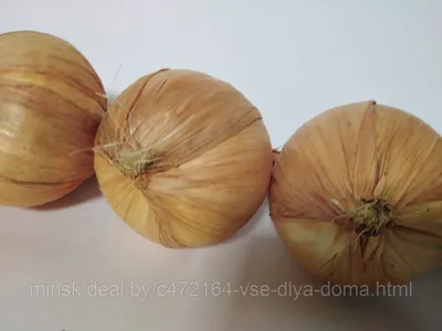 Овощи в косах "Лук" (L-70см) FK-48344 - купить по низкой цене в  интернет-магазине OZON (1235210970)