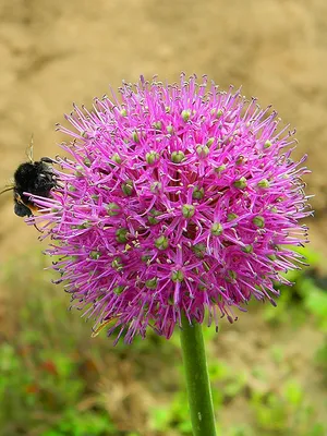 Лук Суворова (Allium suworowii) /Анзур - «Легендарный лук Суворова. Много  витамина С и необычный вкус. » | отзывы