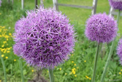 Лук Суворова (Allium suworowii) /Анзур - «Лук Суворова, как подснежник -  всходит первым! Вкусный и полезный. Необычное цветение.» | отзывы