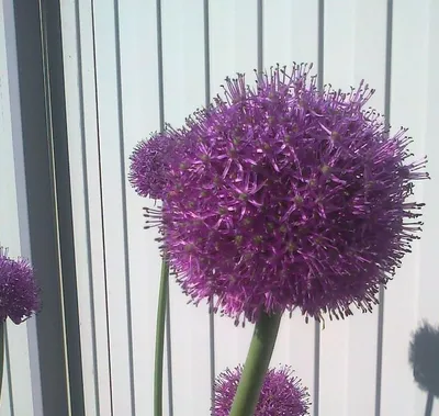 MW0815074, Allium suworowii (Лук Суворова), specimen