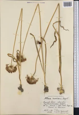 Декоративный лук или Аллиум Суворова Allium suworowii - купить саженцы в  интернет-магазине