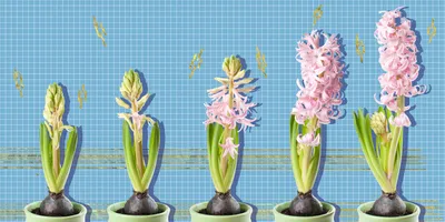 5 самых ярких комнатных растений из тропиков | Луковичные цветы, Посадка  цветов, Цветы в горшках