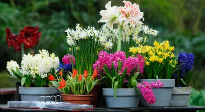 Как посадить луковичные цветы дома на подоконнике? - объясняет эксперт от  Беккер - YouTube