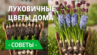 Луковичные Цветы - Каталог И Цены В Интернет-Магазинах За Декабрь 2023 года