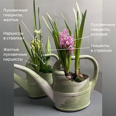 Королевский сад Луковицы Лилий. Луковичные цветы для сада