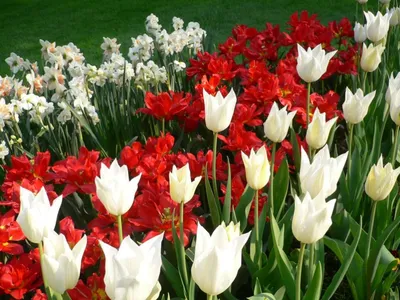Необычные луковичные цветы для вашего сада | Любимая усадьба | Дзен