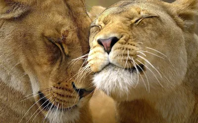 Льва и львицы в хорошем качестве - картинки и фото 