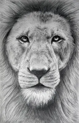 Рисунок карандашом морда льва - 70 фото