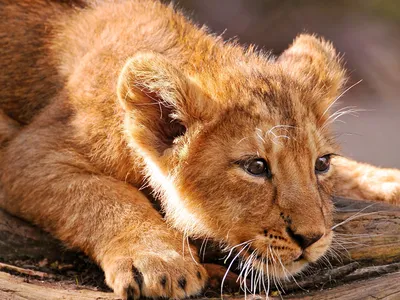 Фотографии Львы Большие кошки львенок животное 1600x1200