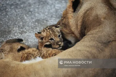 Тройная кошачья доза: в зоопарке "Садгород" подрастают игривые и пузатые  львята (ФОТО) - 