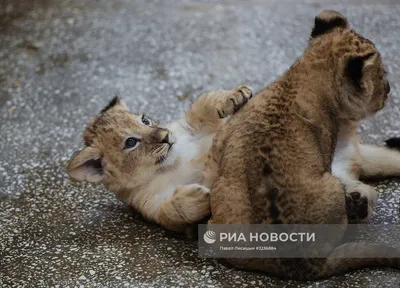 В Белгородском зоопарке впервые родились львята - Новости Белгорода