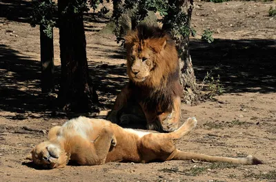 Может ли львица предать своего короля или она верна ему до последнего? |  Заметки о животных | Дзен