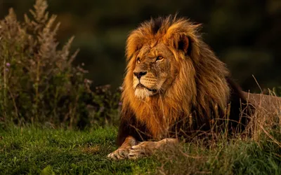 Лев и львица после спаривания | Пикабу