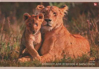 Львица и львенок обои - 64 фото