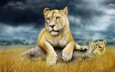 Скачать обои семья, лев, львята, львица, зоопарк разрешение 1400x1050  #187247