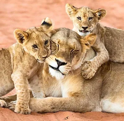 Фото животных: Танзания. Львица со львятами.. Игорь Матвеев. - ANIMAL PHOTO