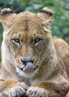 2160x3840 Обои лев, львица, оскал, чб, хищник, большая кошка | Female lion,  Lion, Lion photography