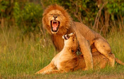 Картинка Львы Львица Смешные Двое Язык (анатомия) Животные